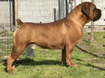 Juhoafrický mastif – Šteniatka Boerboel – fotka 2