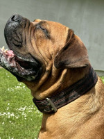 Juhoafrický mastif – Šteniatka Boerboel – fotka 3