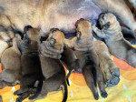Juhoafrický mastif – Šteniatka Boerboel – fotka 4