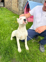 Female Dogo Argentino – fotka 2