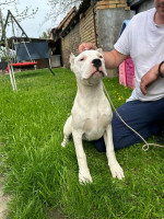 Female Dogo Argentino – fotka 3