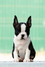 Boston terrier Puppies – fotka 2