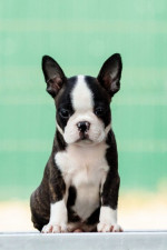 Boston terrier Puppies – fotka 3