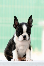 Boston terrier Puppies – fotka 4