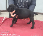 Cane Corso – fotka 2