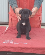 Cane Corso – fotka 3