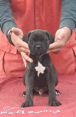 Cane Corso – fotka 4