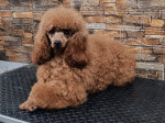 Miniature poodle puppies – fotka 2