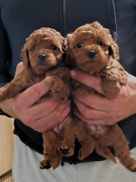 Miniature poodle puppies – fotka 3