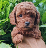 Miniature poodle puppies – fotka 4