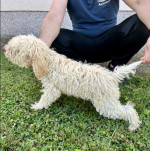 Lagoto Romagnola puppies available – fotka 2