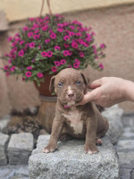 American Bully XL šteniatka na predaj – fotka 2