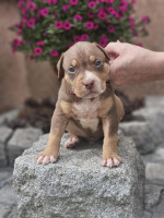 American Bully XL šteniatka na predaj – fotka 3
