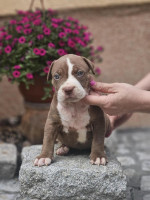 American Bully XL šteniatka na predaj – fotka 4