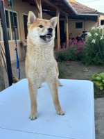Champion litter of Shiba inu – fotka 2