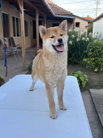 Champion litter of Shiba inu – fotka 3
