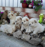 Chow Chow Chow – fotka 2