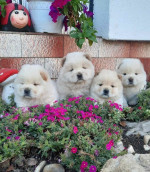 Chow Chow Chow – fotka 3