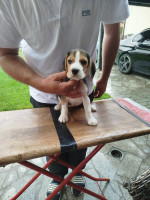 Beagle šteniatka na predaj – fotka 2
