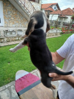 Beagle šteniatka na predaj – fotka 3