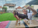 Beagle šteniatka na predaj – fotka 4