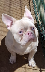 Pink Caramel French Bulldog – fotka 2