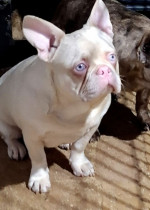 Pink Caramel French Bulldog – fotka 3