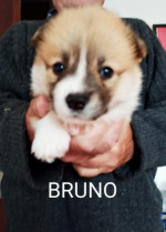 CORGI - PUPPIES for sale – fotka 2
