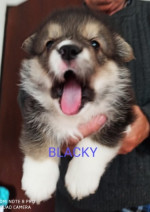 CORGI - PUPPIES for sale – fotka 3