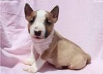 Mini Bull Terrier Šteniatka – fotka 2