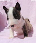 Mini Bull Terrier Šteniatka – fotka 3