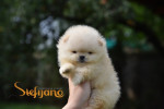 Pomeranian BOO medvedíky, Šteniatka Pomeranian Spitz – fotka 2