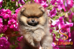 Pomeranian BOO medvedíky, Šteniatka Pomeranian Spitz – fotka 3