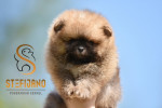 Pomeranian BOO medvedíky, Šteniatka Pomeranian Spitz – fotka 4
