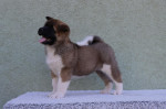 American Akita – fotka 2