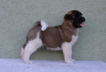 American Akita – fotka 3