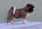 American Akita – fotka 4