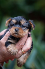  Yorkshire terrier puppies – fotka 2