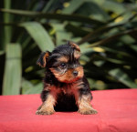  Yorkshire terrier puppies – fotka 3