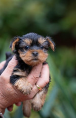  Yorkshire terrier puppies – fotka 4