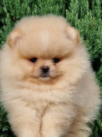 Šteniatka Pomeranian BOO, šteniatka Pomeranian Spitz – fotka 2
