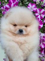 Šteniatka Pomeranian BOO, šteniatka Pomeranian Spitz – fotka 3