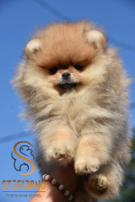 Šteniatka Pomeranian BOO, šteniatka Pomeranian Spitz – fotka 4