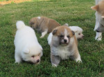 I am selling Japanese Akita puppies – fotka 2