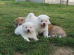 I am selling Japanese Akita puppies – fotka 3
