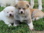 I am selling Japanese Akita puppies – fotka 4