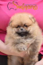 pomeranský špic Boo šteniatka – fotka 2
