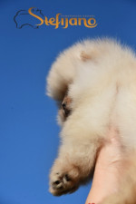 pomeranský špic Boo šteniatka – fotka 3