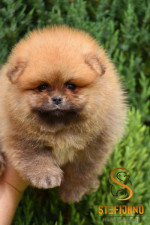 pomeranský špic Boo šteniatka – fotka 4