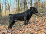 Juhoafrický mastif – Boerboel šteniatka – fotka 2